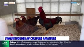 Alsace: la grippe aviaire inquiète les aviculteurs amateurs