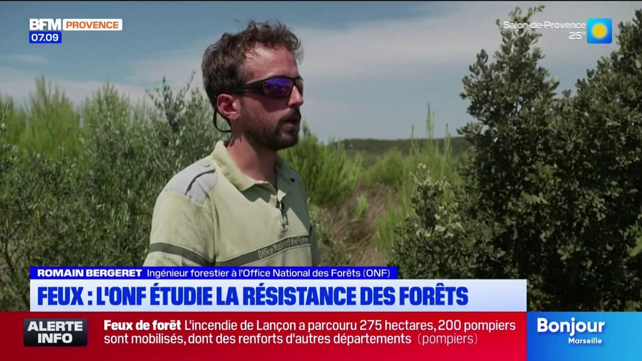 Feux : l'ONF étudie la résistance des arbres en forêt.