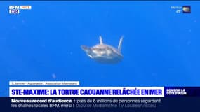 Sainte-Maxime: la tortue caouanne relâchée en mer