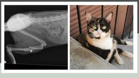 Oxia, le chat d'une habitante tué à Audun-le-Tiche (droite), et la radio de la patte d'un autre chat, Maki blessé au fémur (gauche).