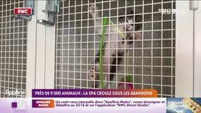Avec près de 9000 animaux, la SPA croule sous les abandons