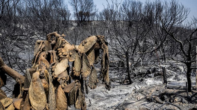 Grèce: les images des ravages des incendies encore en cours sur l'île de Rhodes