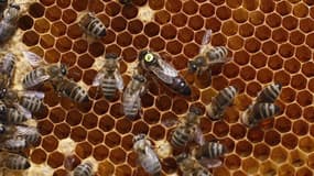 Des chercheurs britanniques réfutent une étude portant sur le déclin des abeilles qui a conduit le gouvernement français à interdire l'usage du pesticide Cruiser OSR produit par la société suisse Syngenta. /Photo prise le 11 juillet 2012/REUTERS/Lisi Nies