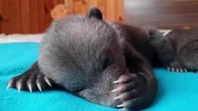 Cet ourson retrouvé abandonné en Russie a été recueilli dans un centre spécialisé en compagnie d'autres orphelins