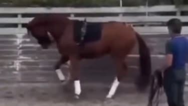 Le cavalier Cesar Parra suspendu pour maltraitance sur son cheval