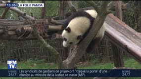La folie panda