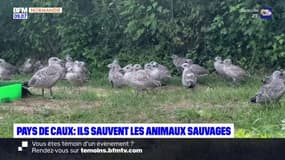 Pays de Caux: une association mobilisée pour sauver les animaux sauvages