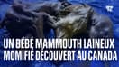 Un bébé mammouth laineux vieux de plus de 30.000 ans découvert au Canada