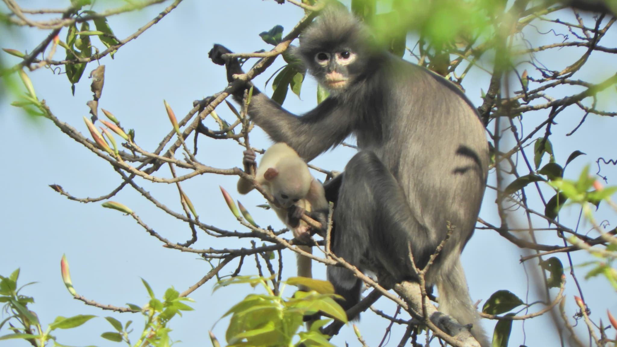 Le Popa langur