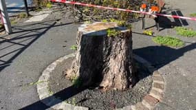 Le chantier visant à faire disparaître 36 arbres a repris ce mercredi matin à Montreuil.