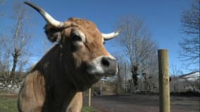 La vache, bientôt le plus gros mammifère terrestre ?