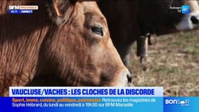 Vaucluse/Vaches : les cloches de la discorde