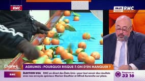 Agrumes : Pourquoi risque-t-on d'en manquer?