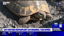 Var: la reproduction des tortues est surveillée de près, un an après l'incendie de la plaine des Maures