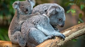 L'Australie comptait 10.000 koalas à l'arrivée des colons, en 1788.