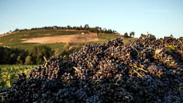Le vignoble a été touché par de forts orages de grêle