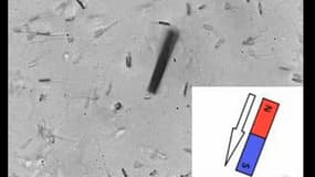 Chaque spermatozoïde, muni d'un nano-tube, se pilote par champ magnétique