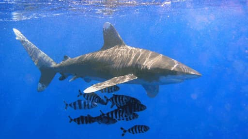 Un requin océanique à pointe blanche (ou requin longimane) en 2003 dans la mer rouge.