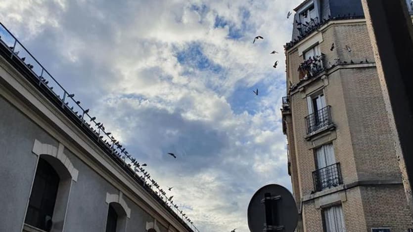 Des pigeons, rue de la Py, à Paris