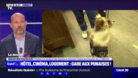 Punaises de lit: "Nous avons de plus en plus d'infestations avancées", indique Sébastien Pizzocaro (président du Syndicat des Experts en Détection Canine des Punaises de Lit)