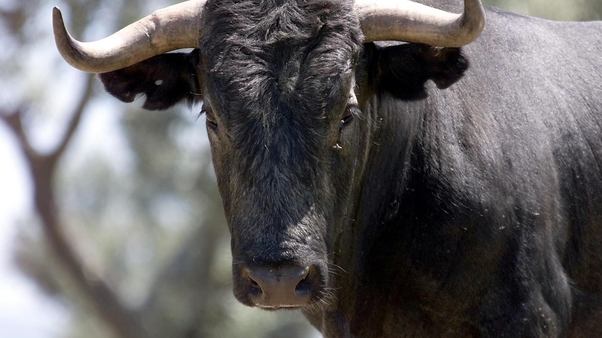Page De Garde Cahier D espagnole Avec Taureau Isère: un taureau s'échappe de l'abattoir, avant d'être rattrapé puis tué