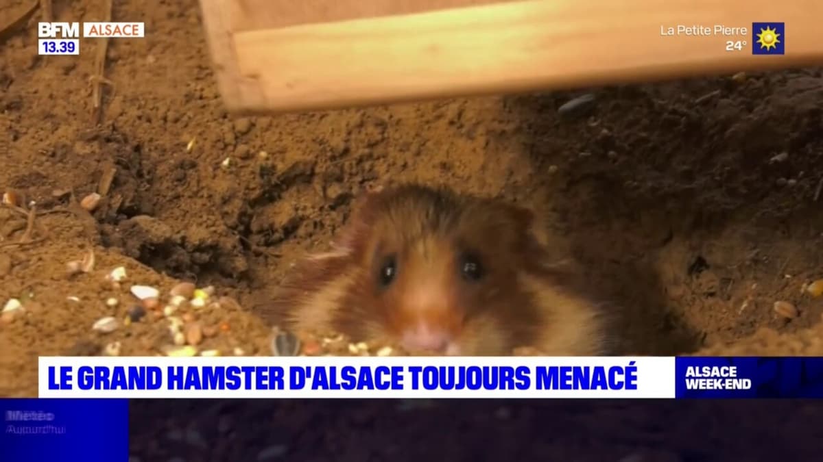 placeholder video
