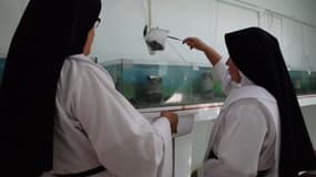 Une espèce d'amphibiens menacée pourrait être sauvée grâce... à des nonnes