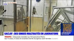 Saclay: un laboratoire accusé de violences répétées envers des primates dans le cadre de recherches sur le cerveau