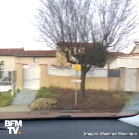 Dans la Loire, une hyène s’échappe d’un zoo… et y retourne une heure après