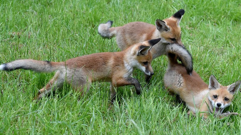 Des renards en Allemagne.
