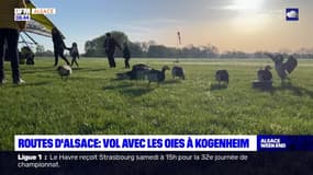 Routes d'Alsace du samedi 4 mai 2024