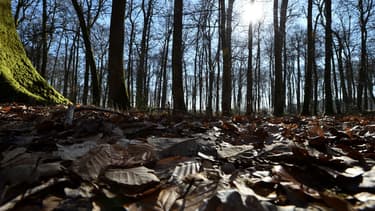 Les Safer ont un droit de préemption sur les bois