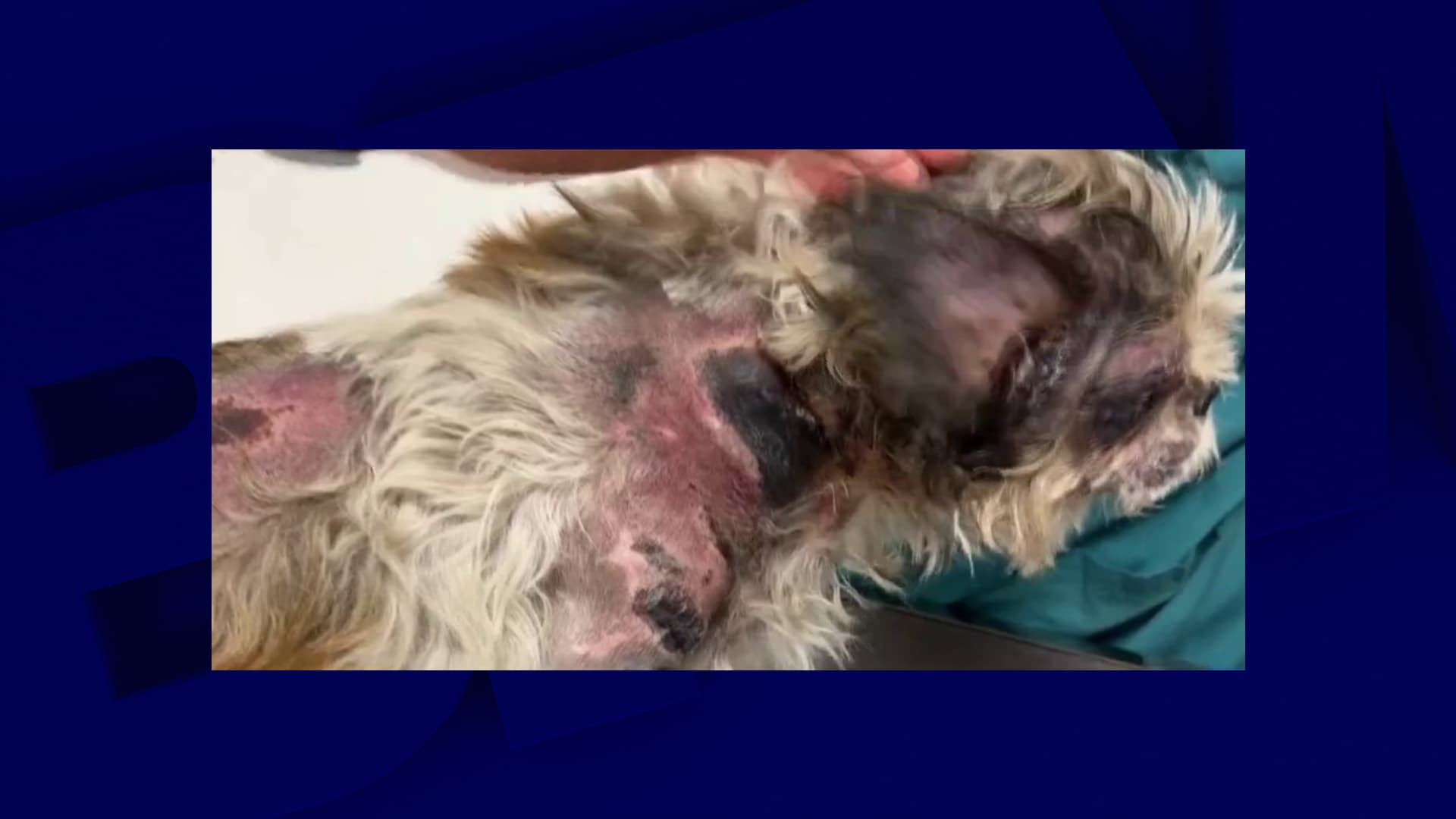 "UN FILM D'HORREUR": COINCÉ DANS LES PORTES DU TRAMWAY DE NICE, UN PETIT CHIEN TRAÎNÉ SUR PLUSIEURS MÈTRES