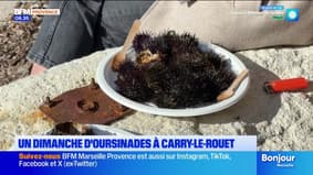 Un dimanche d'oursinade à Carry-le-Rouet