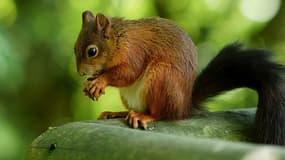 Un écureuil roux, dont l'espèce vient d'Ecosse, au British Wildlife Centre de Newchapel, en Angleterre.