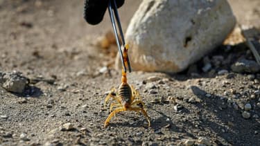 Un scorpion dans l'oasis de Dakhla, à environ 800 km au sud-ouest du Caire, en Egypte, le 4 février 2021