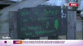 Seine-Maritime : la seconde vie des sapins de Noël