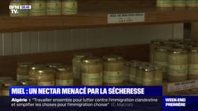 Miel: un nectar menacé par la sécheresse 