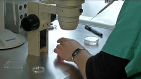Les dons de spermatozoïdes ne baissent pas mais la demande a explosé