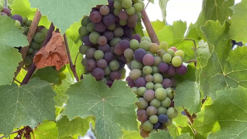 "On est à peu près à 15 jours d'avance": avec le changement climatique, la catastrophe pour les vignerons?