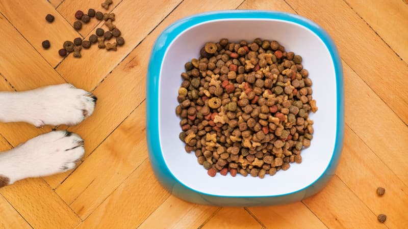 Les nitrites bannis de la nourriture pour chiens et chats