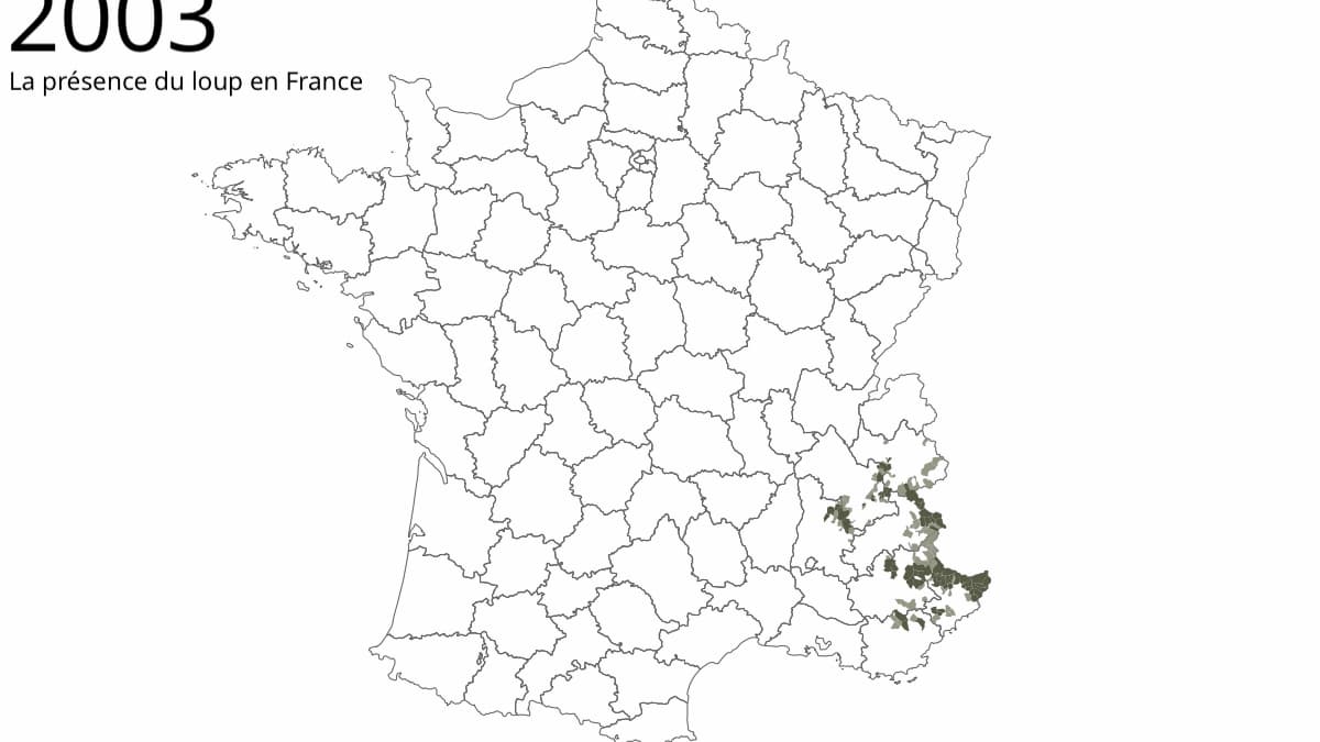 GIF LOUP.gif