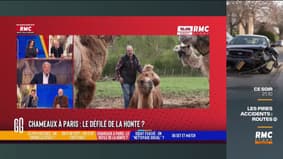 Un défilé de dromadaires et chameaux prévu à Paris fait polémique: l'organisateur témoigne