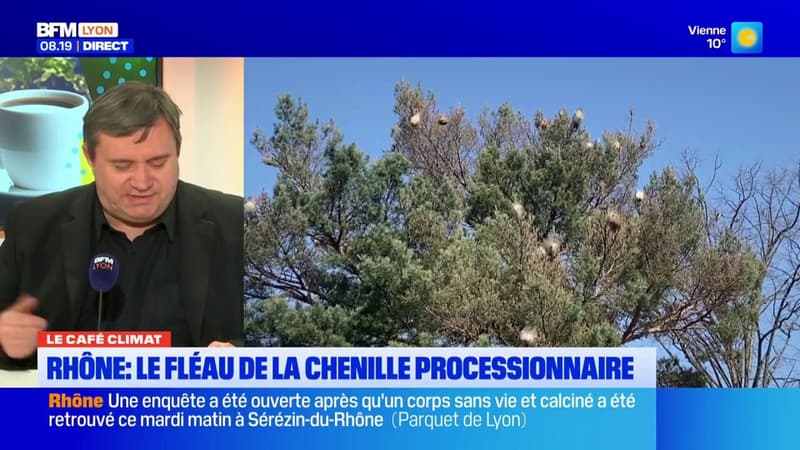 Le Café Climat: le fléau de la chenille processionnaire dans le Rhône