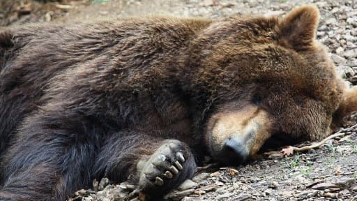 Ours au zoo de La Flèche, France.