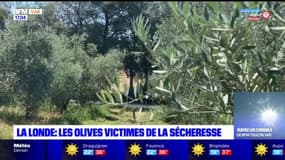 La Londe-les-Maures: les olives victimes de la sécheresse