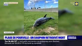 Seine-Maritime: un dauphin retrouvé mort sur une plage de Pourville
