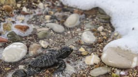 Tortue à Kyparissia dans le sud de la Grèce, le 23 septembre 2019