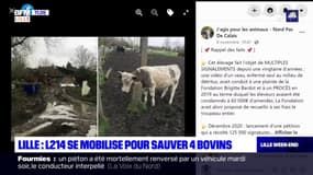 Lille: L214 se mobilise pour sauver 4 bovins 