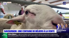 Savournon: une centaine de béliers à la vente de la foire